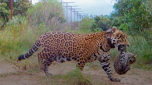 Nacieron yaguaretés silvestres en los Esteros del Iberá por primera vez en más de 70 años